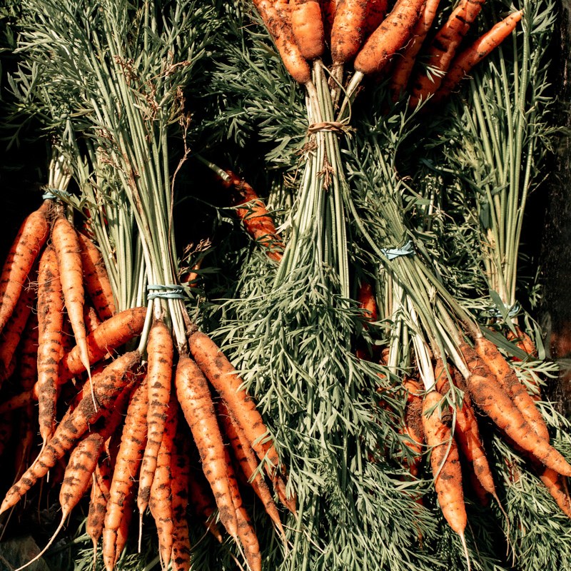 Bottes de carottes fraîches avec leurs fanes